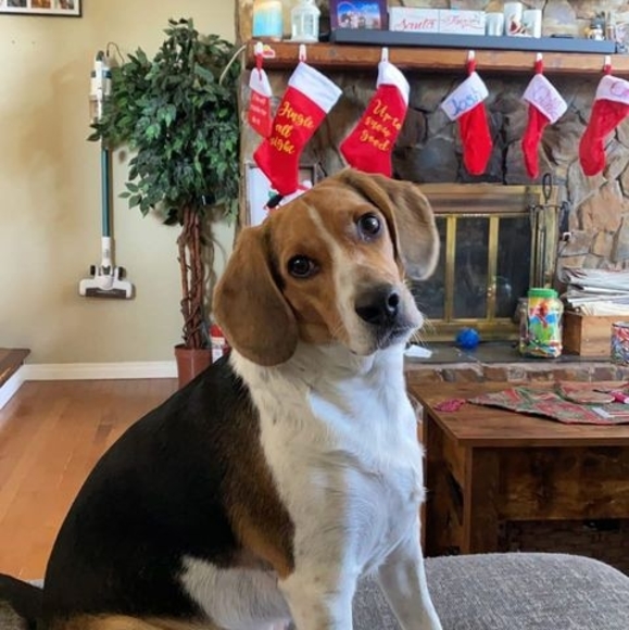 beaglemomma25